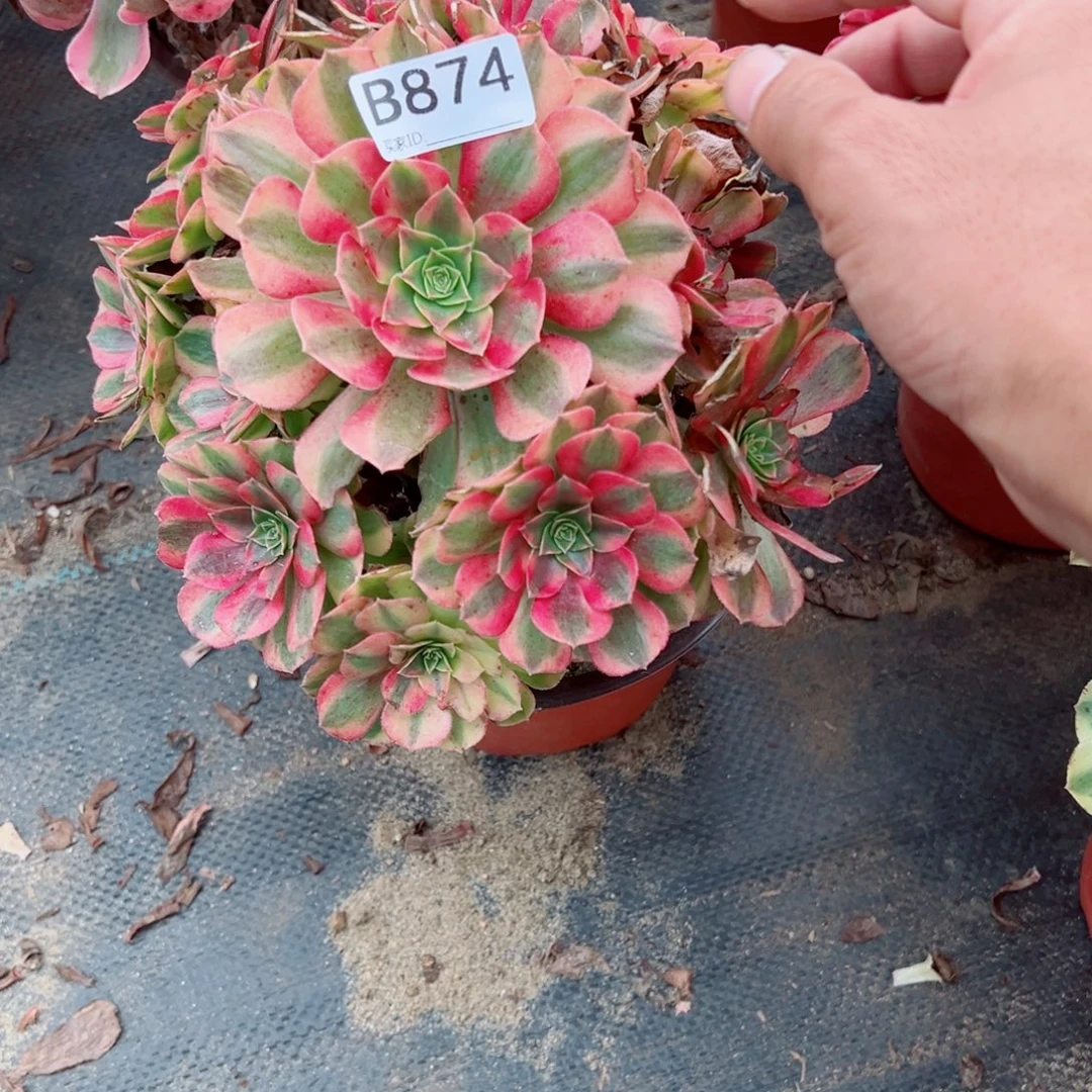 874雨荷多肉植物法师多肉