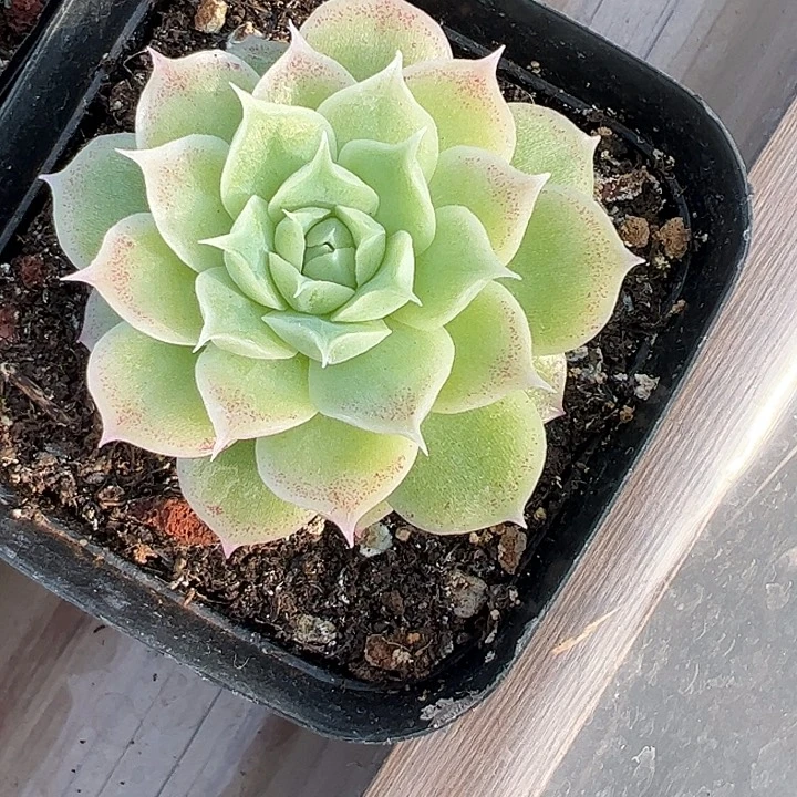 单头麦秆111111，11