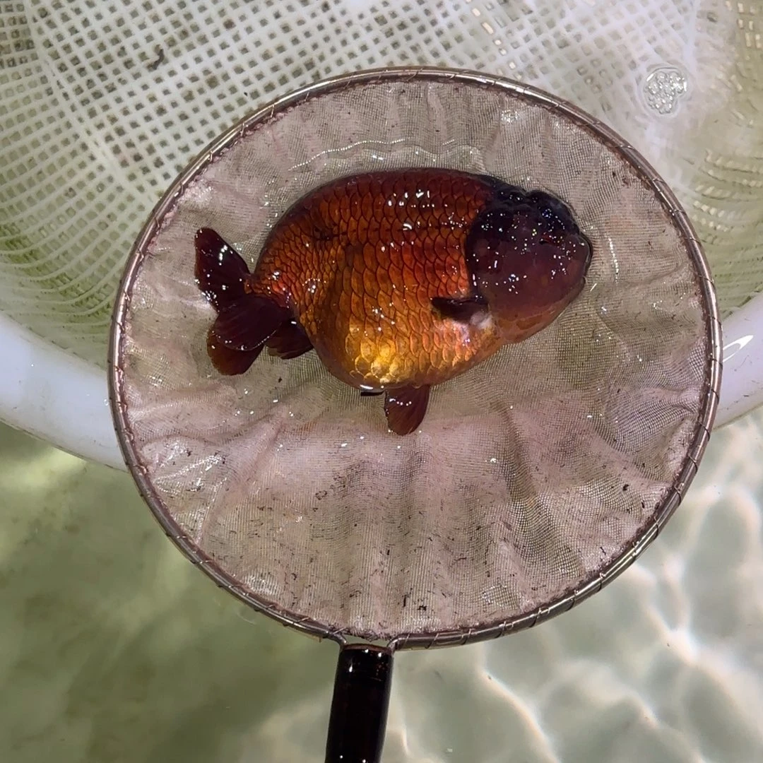 海水鱼兰寿活体淡水观赏鱼