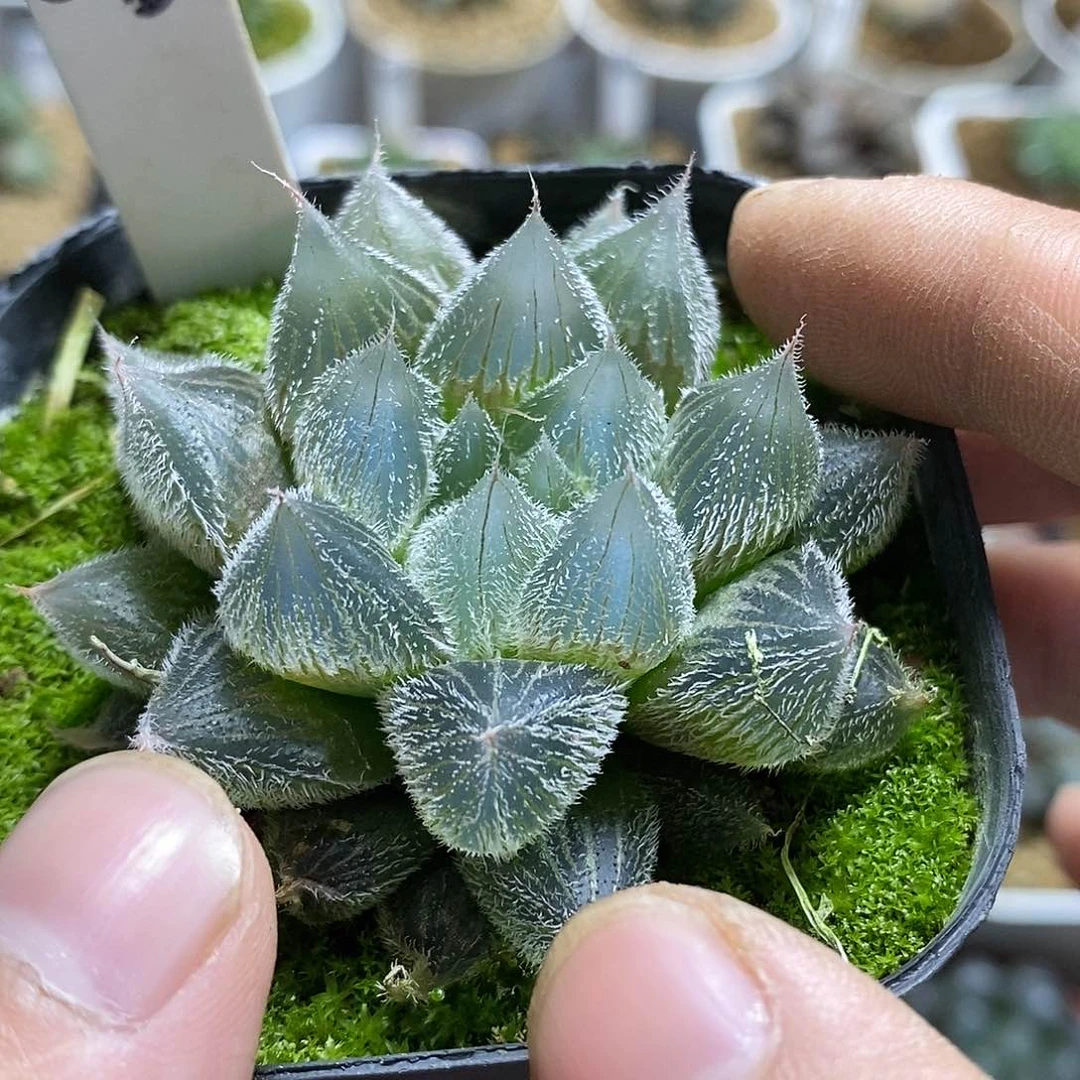 小**儿213白泽毛玉露十二