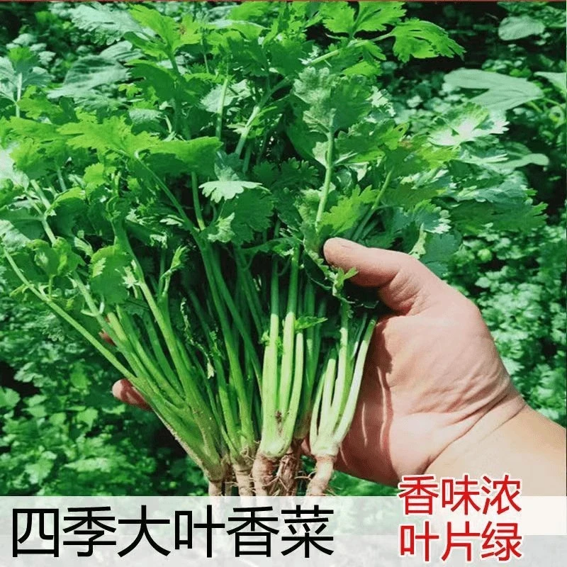 【全店满5包包邮】四季大叶香菜种子室内阳台花卉盆栽香菜耐热四