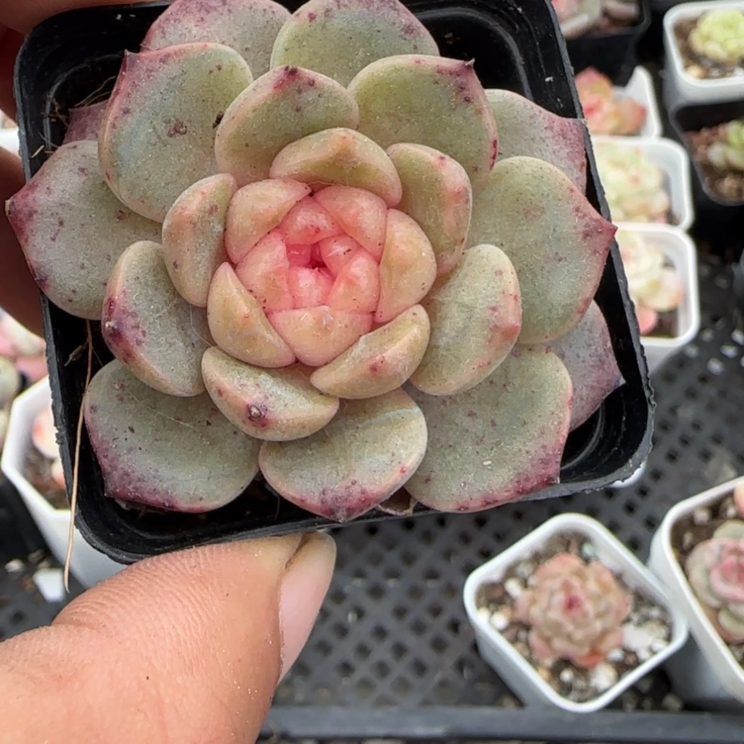 多肉小卡拉米糖心一物一拍