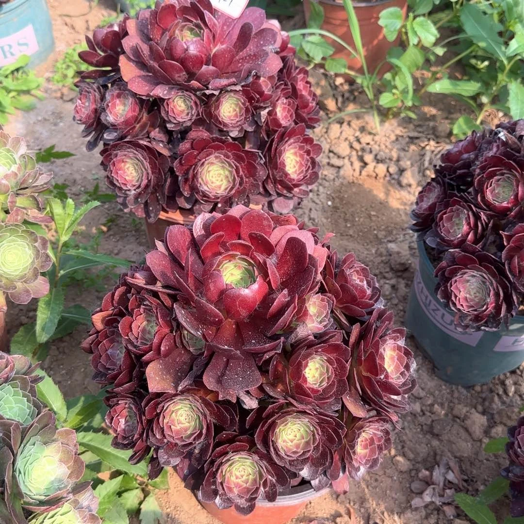 27-2赤焰莲福利亮牌6.8一个多肉植物