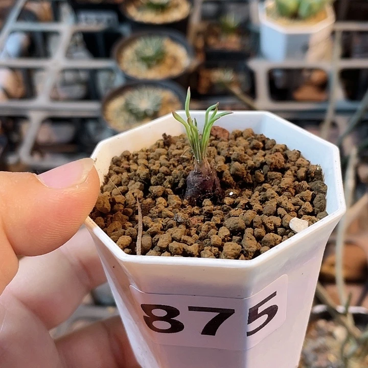 敏***捷875方便面弹簧草块根