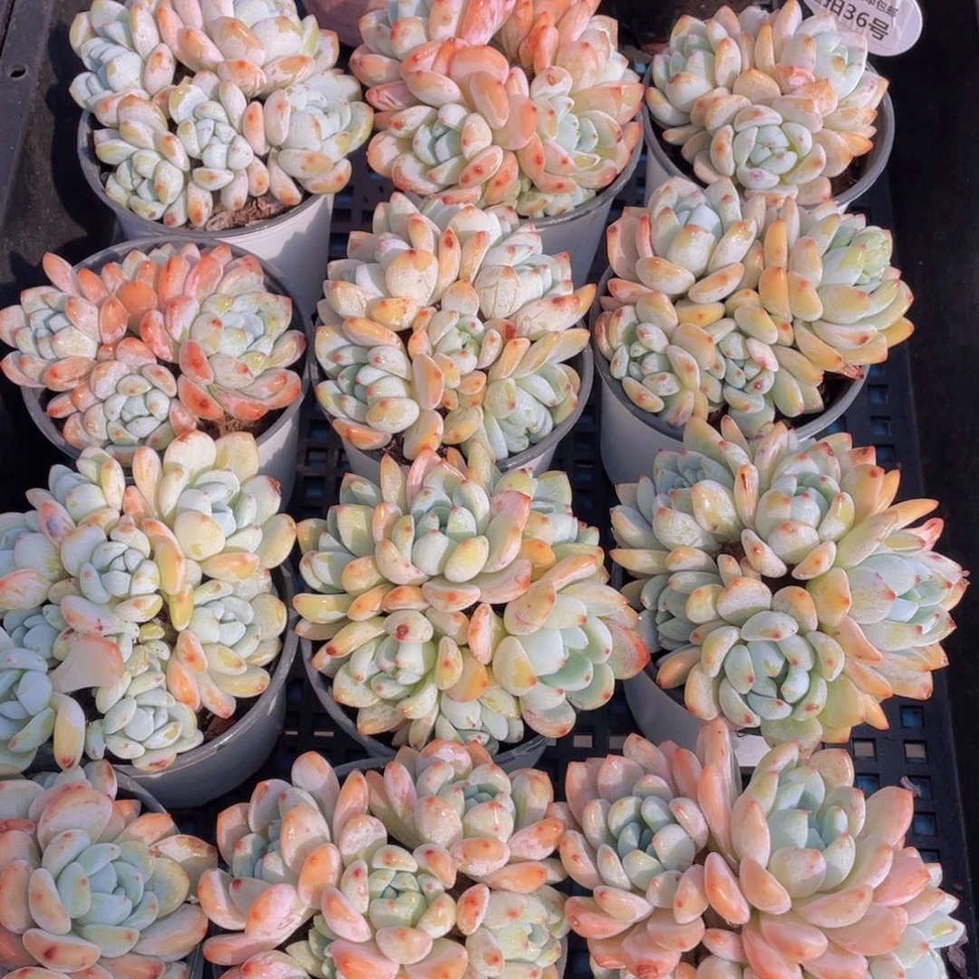 量拍36号丸叶冷香大群生老桩四头起一个