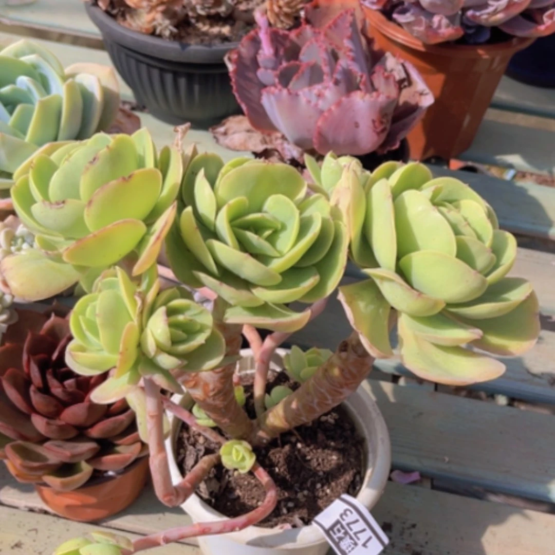 【闪购商品】碧桃1773