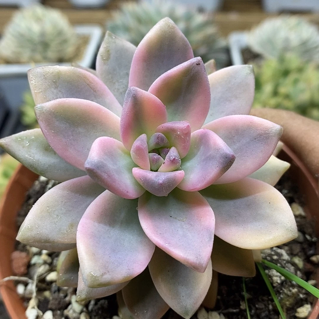 2250 淡雪锦多肉