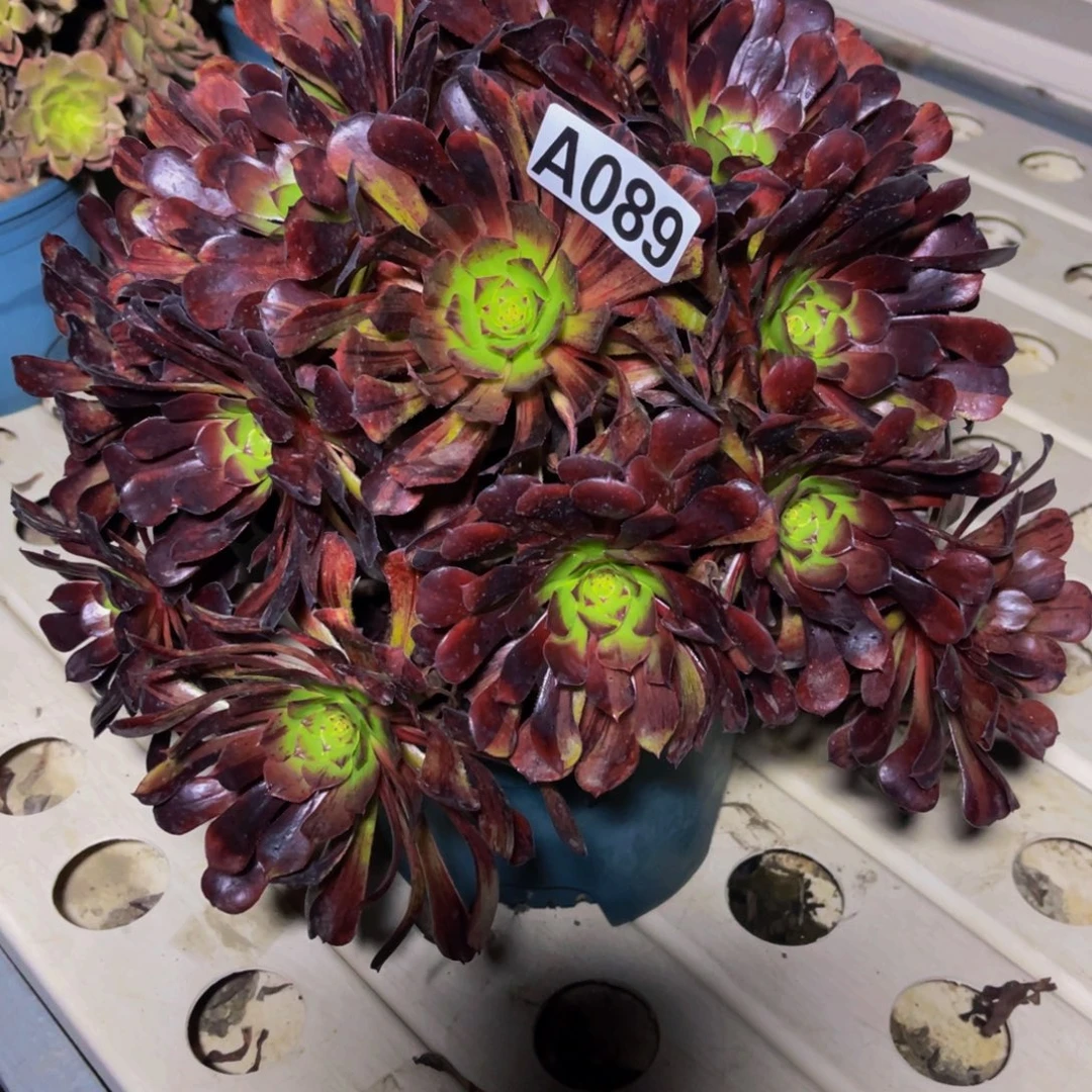 梅花法师7//49包邮