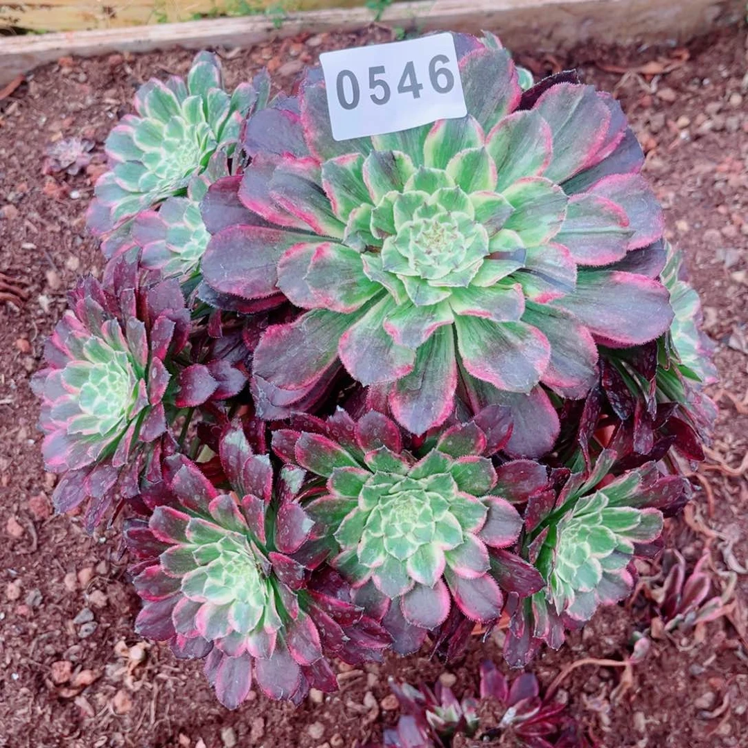 绿体云彩多肉发货