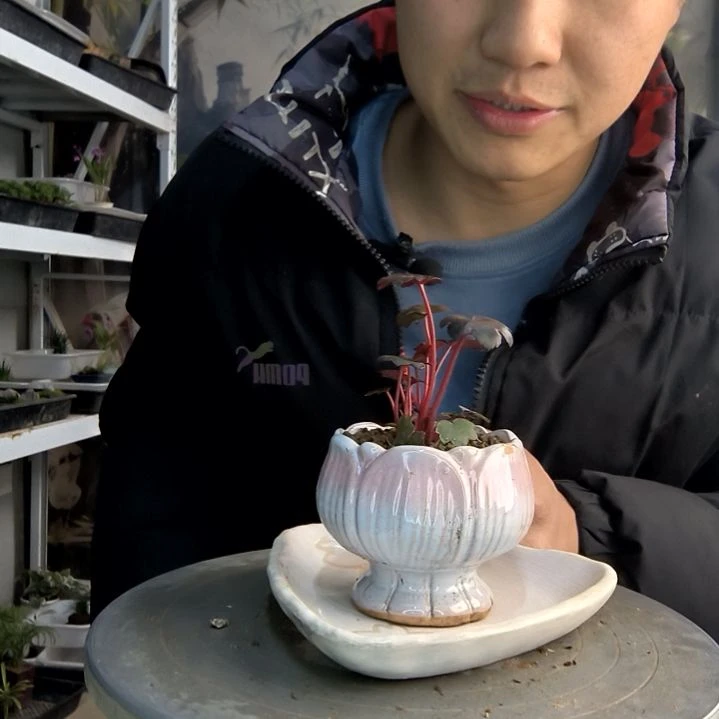 雨*儿小盆景小植物一物一拍192