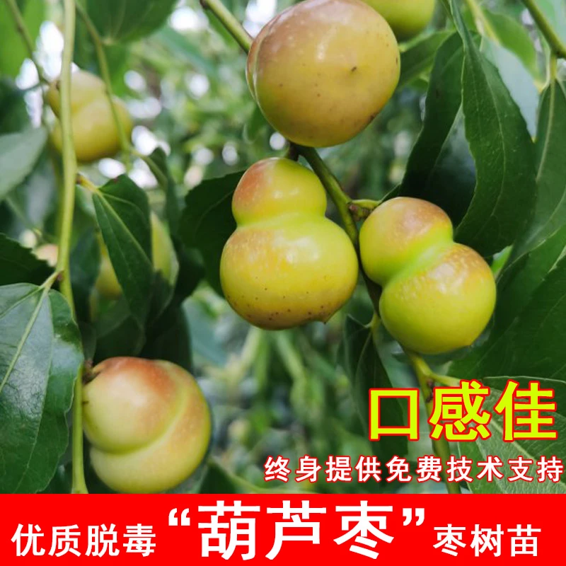 枣树活苗嫁接二代葫芦枣树苗特大脆甜枣苗盆栽庭院地栽南北方种植