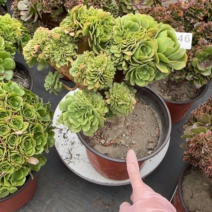 多肉植物绿缀346号