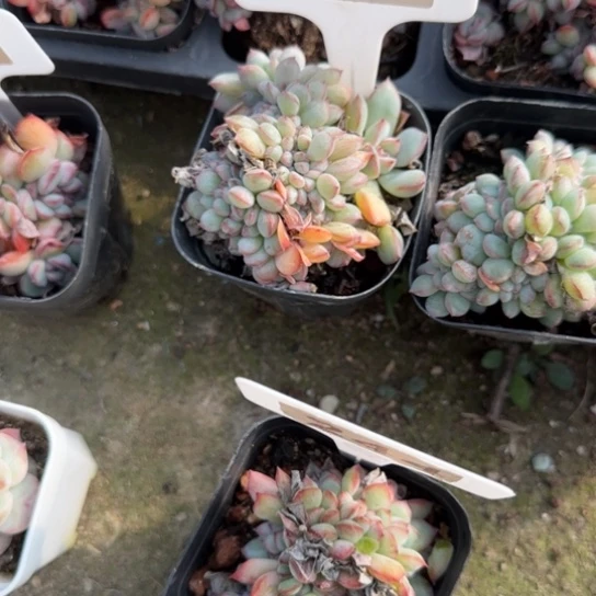 59泡芙缀多肉植物多