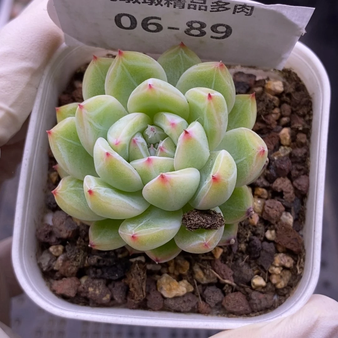 【闪购商品】06-89