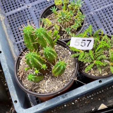 557鹅眉山套一物一图如图脱土