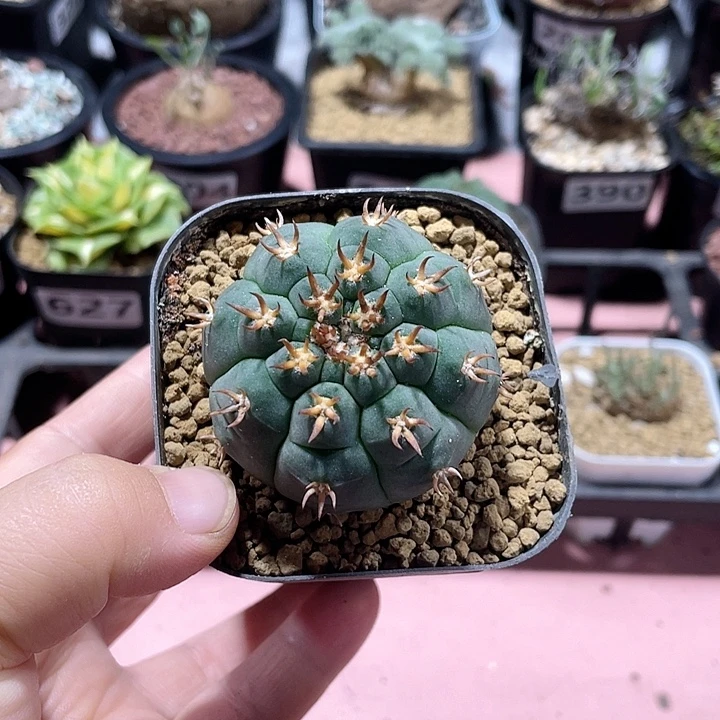 辰***北643实生猫爪仙人球