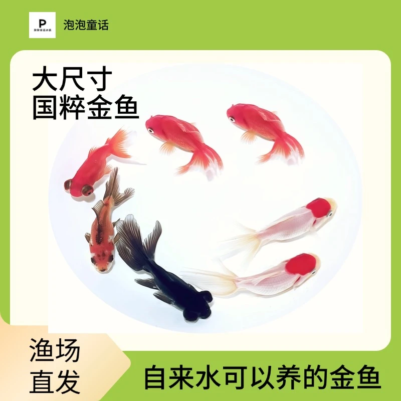 【大尺寸国粹金鱼】8-10厘米5条丹顶红狮金鱼鎏金金鱼龙睛金鱼包邮