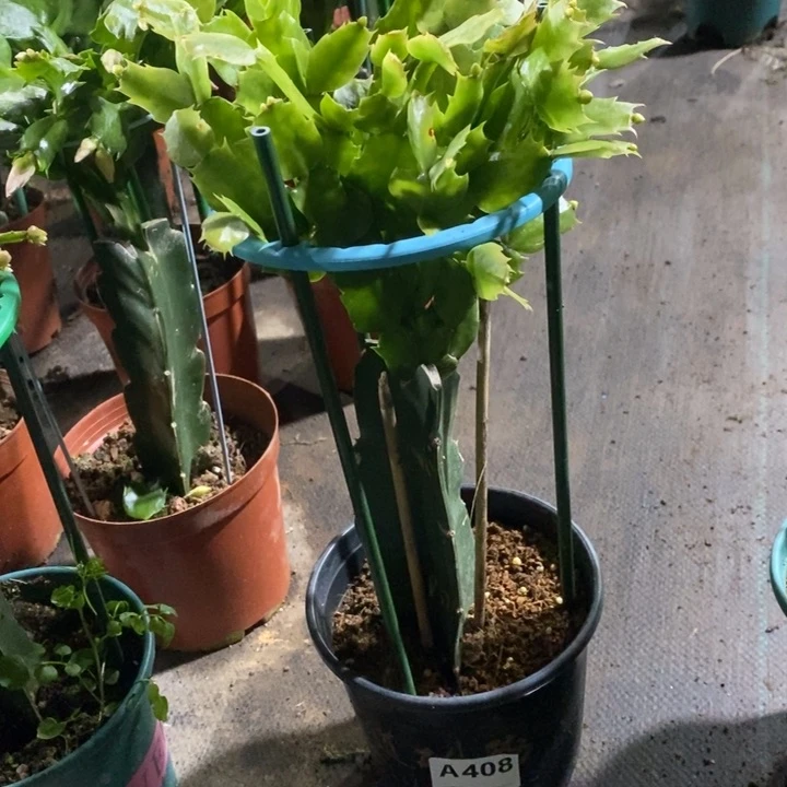 当前无花栽培后可以开花?***乐408嫁接2224