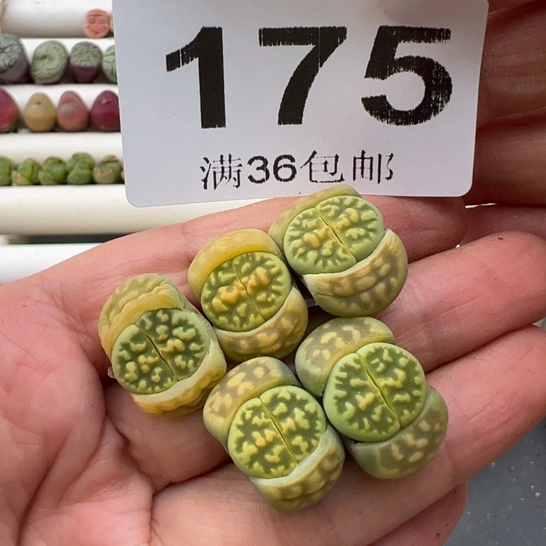 3.6好看的多肉脱土发货175