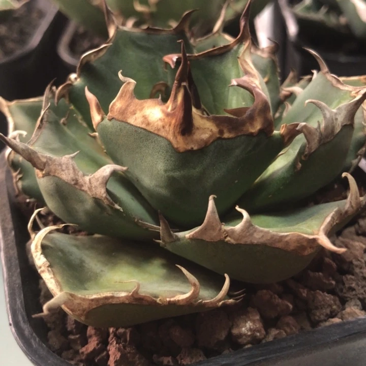 皮卡丘仁王冠龙舌兰