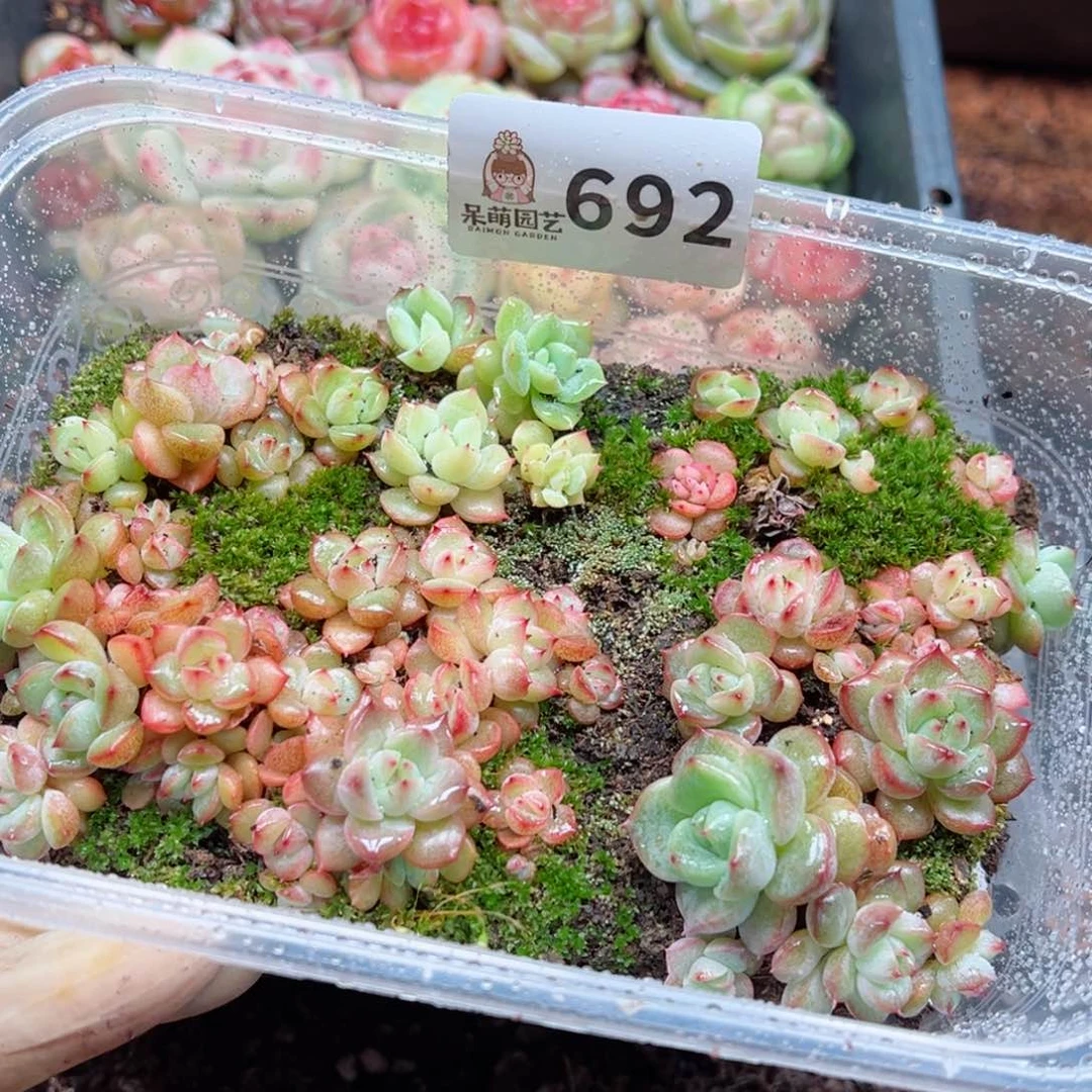 多肉植物多花植物