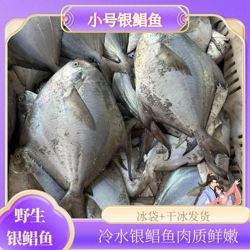 小号银鲳鱼3斤装一斤13条左右丹东东港发货本地冷水野生海鱼