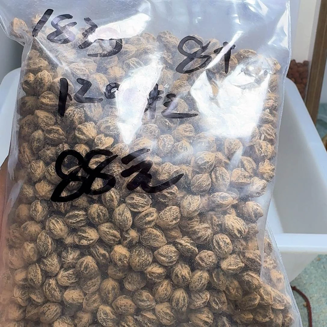 藏***玩柏香籽/百香籽吊坠