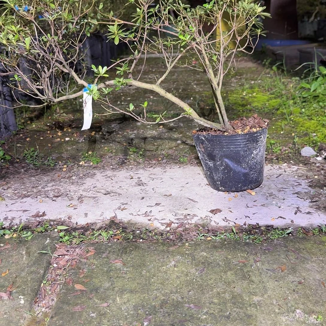 无花朵若会有花朵