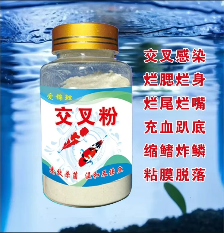 交叉粉锦鲤观赏鱼交叉感染合缸合池调节水质稳定水质净化水质