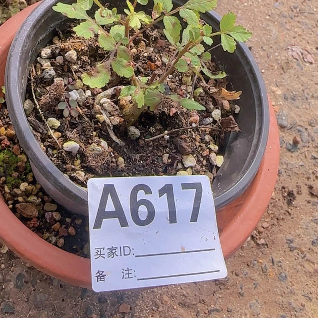 【闪购商品】刘*力块根植物