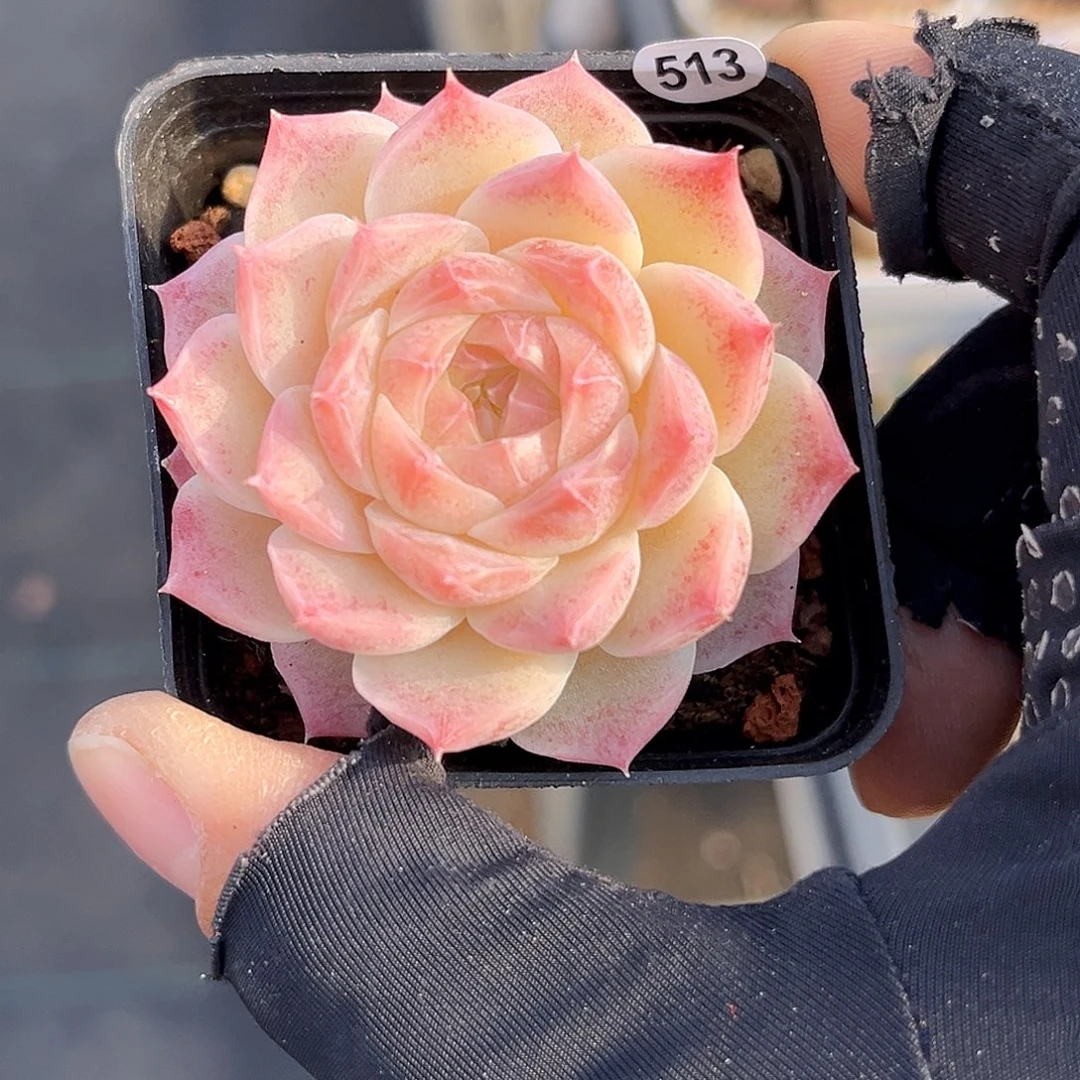 陈***y513  豆奶珍妮满18包邮