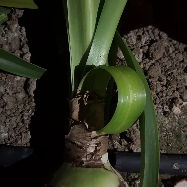 僵美人有标带土九左右