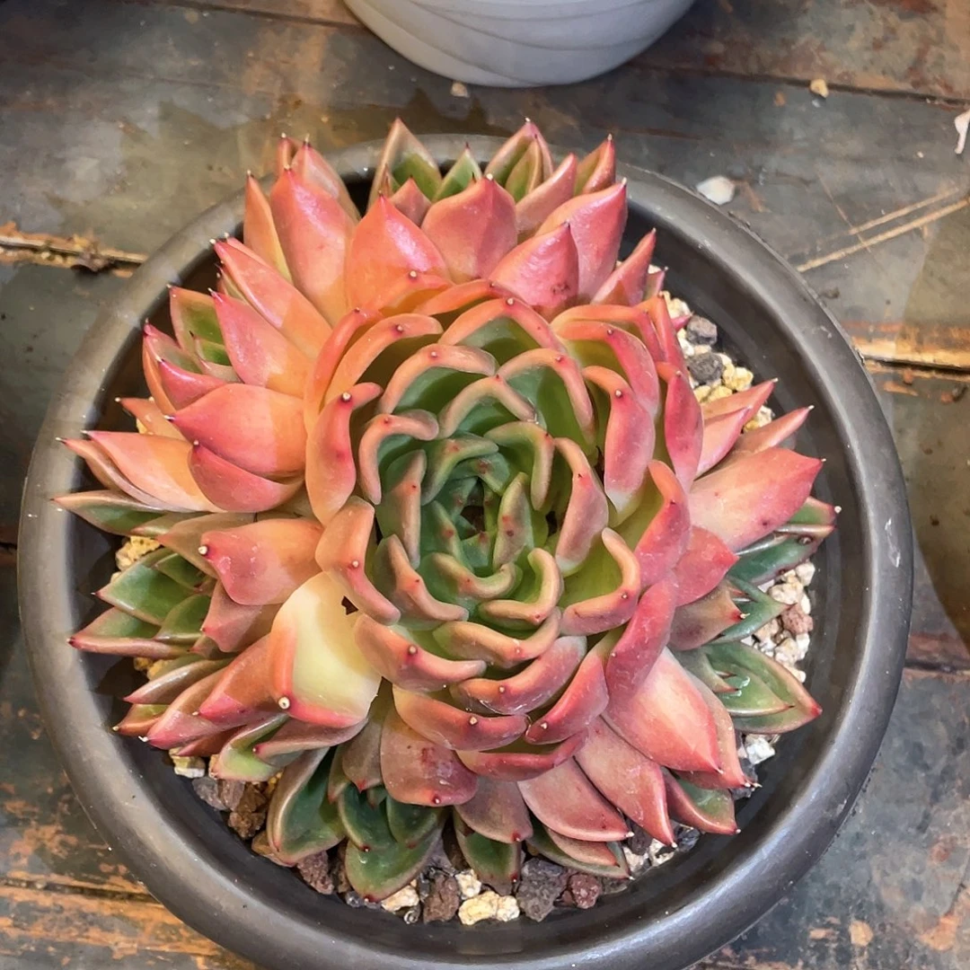 多肉植物一物一拍