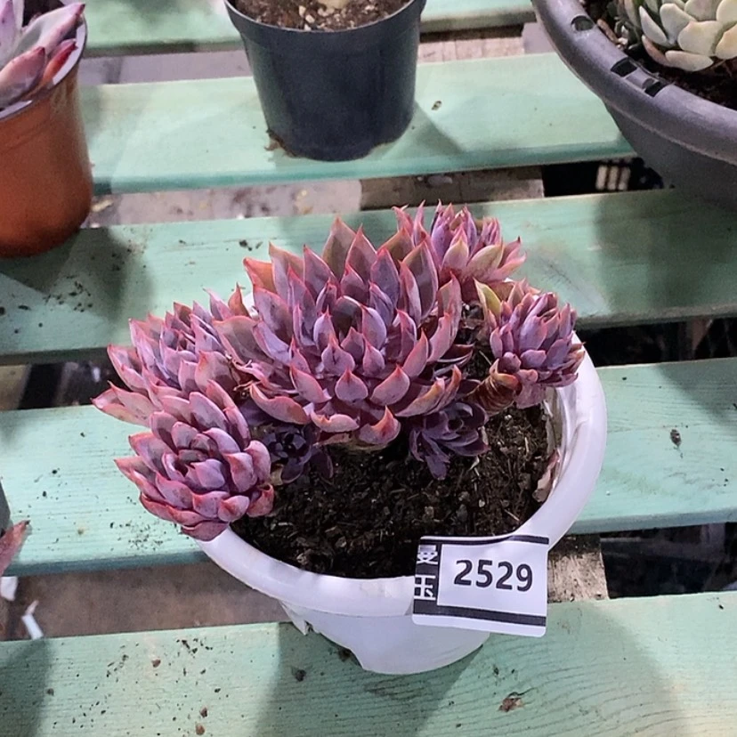 【闪购商品】赫拉2529