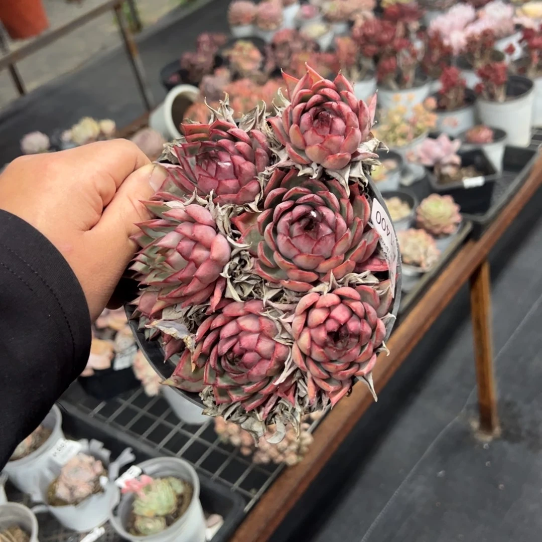 1400宝莲灯一物一拍