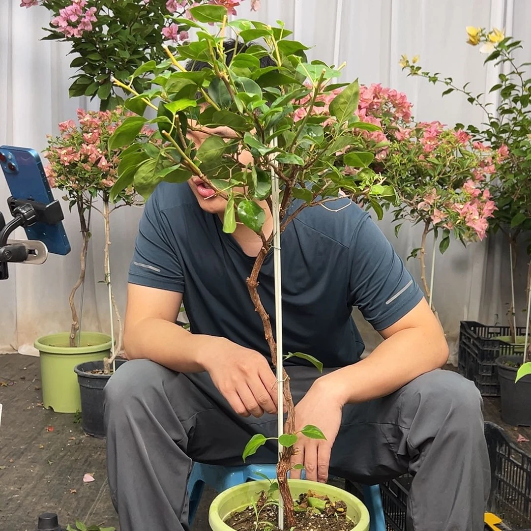 阿***诗当前无花栽培后可以开花H32暗夕