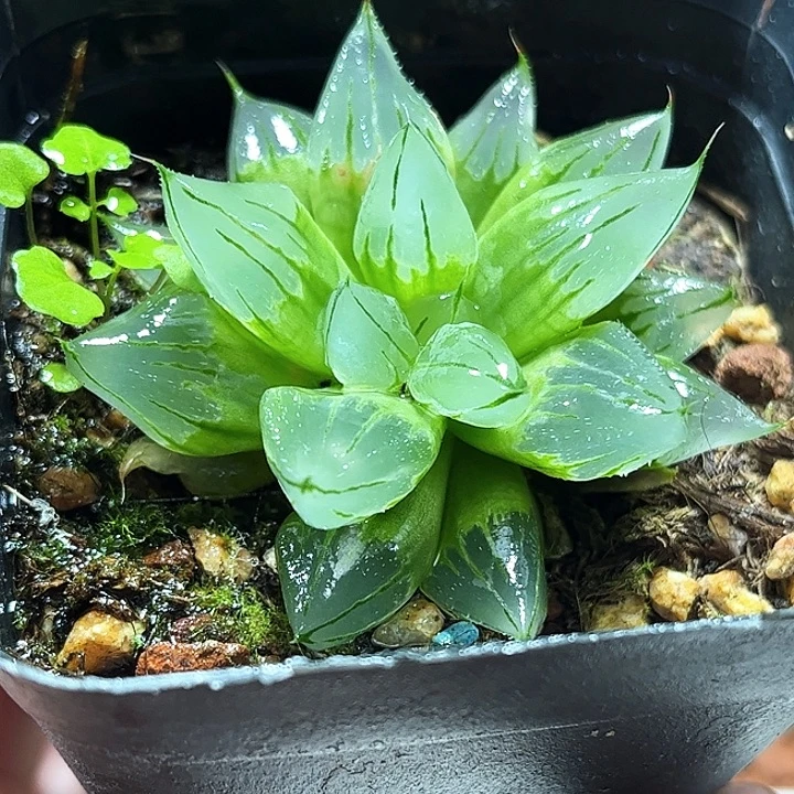 十二卷多肉西亚基