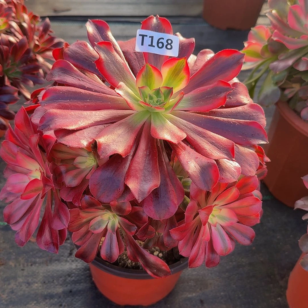 飘***雪168美杜莎333冠服23左右