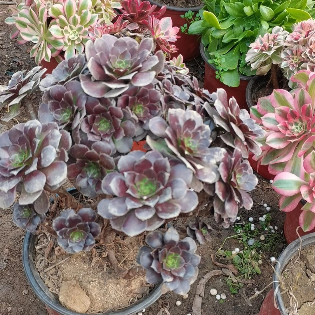 荷兰玫瑰法师多肉有断47