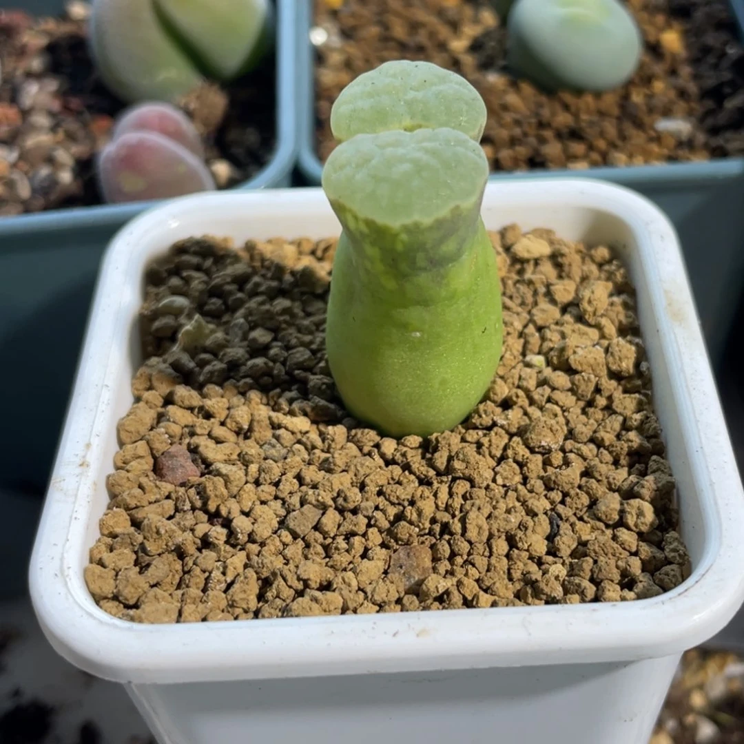 晨***浅单头磁铁植物一物一拍