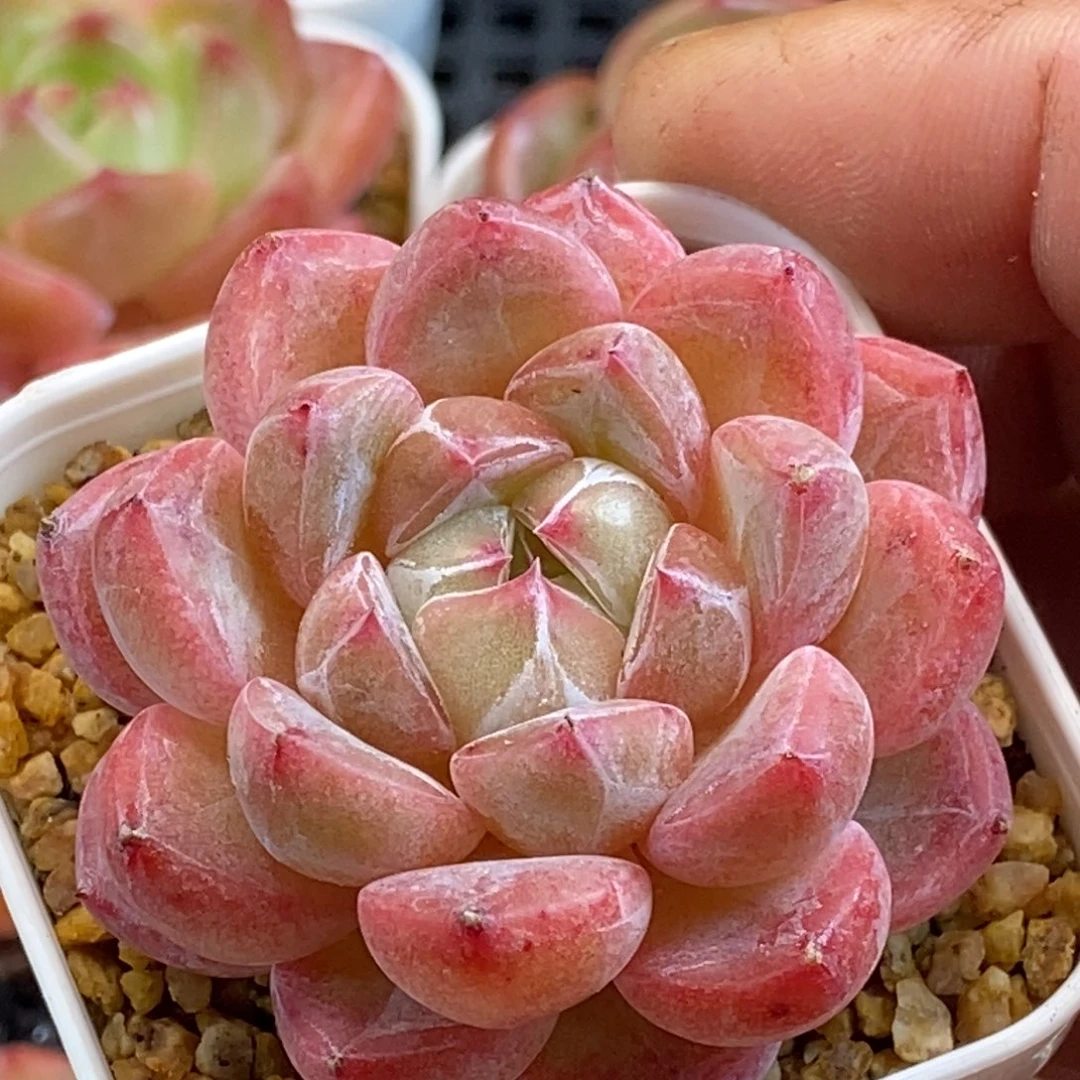 天官赐福百无禁忌