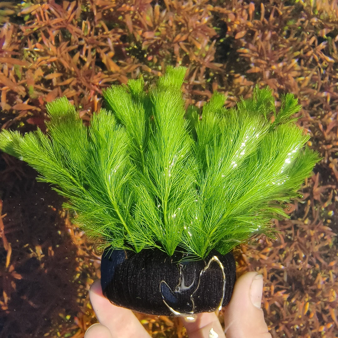 绿羽毛水草鱼缸造景坨草水下叶植物