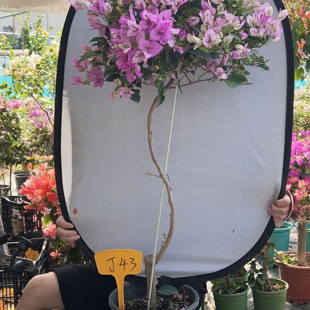 @****大部分花苞少量开放J43雪紫