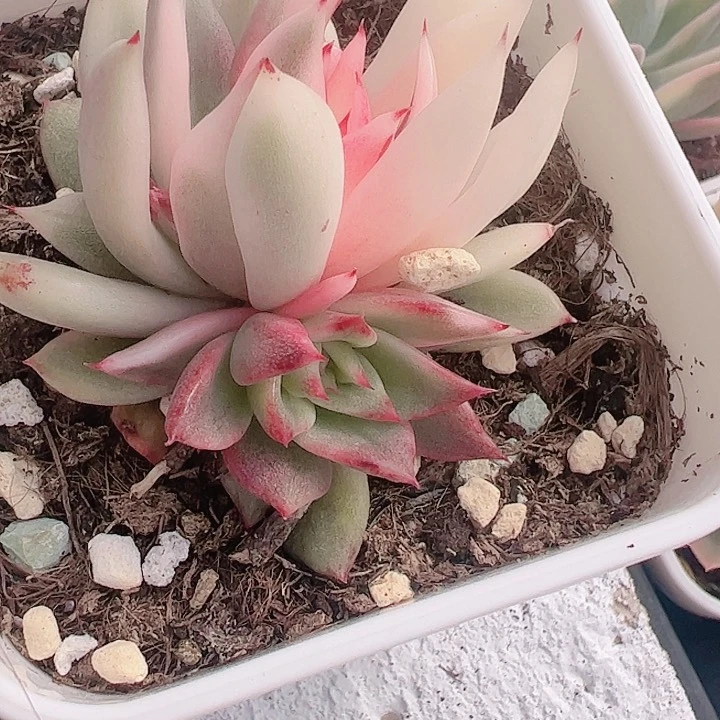 呵*多肉植物多肉植物