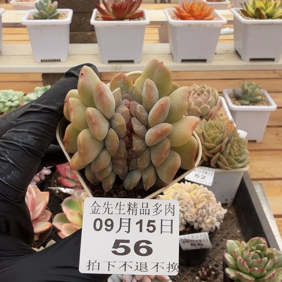 0915-56红色恋人缀