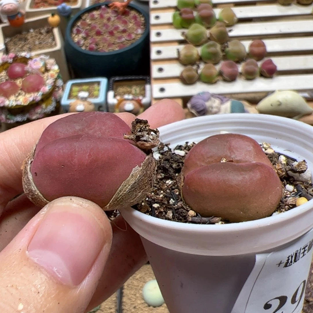 【闪购商品】290红蟠*2
