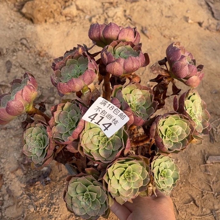 414沙拉碗绣球1号棚