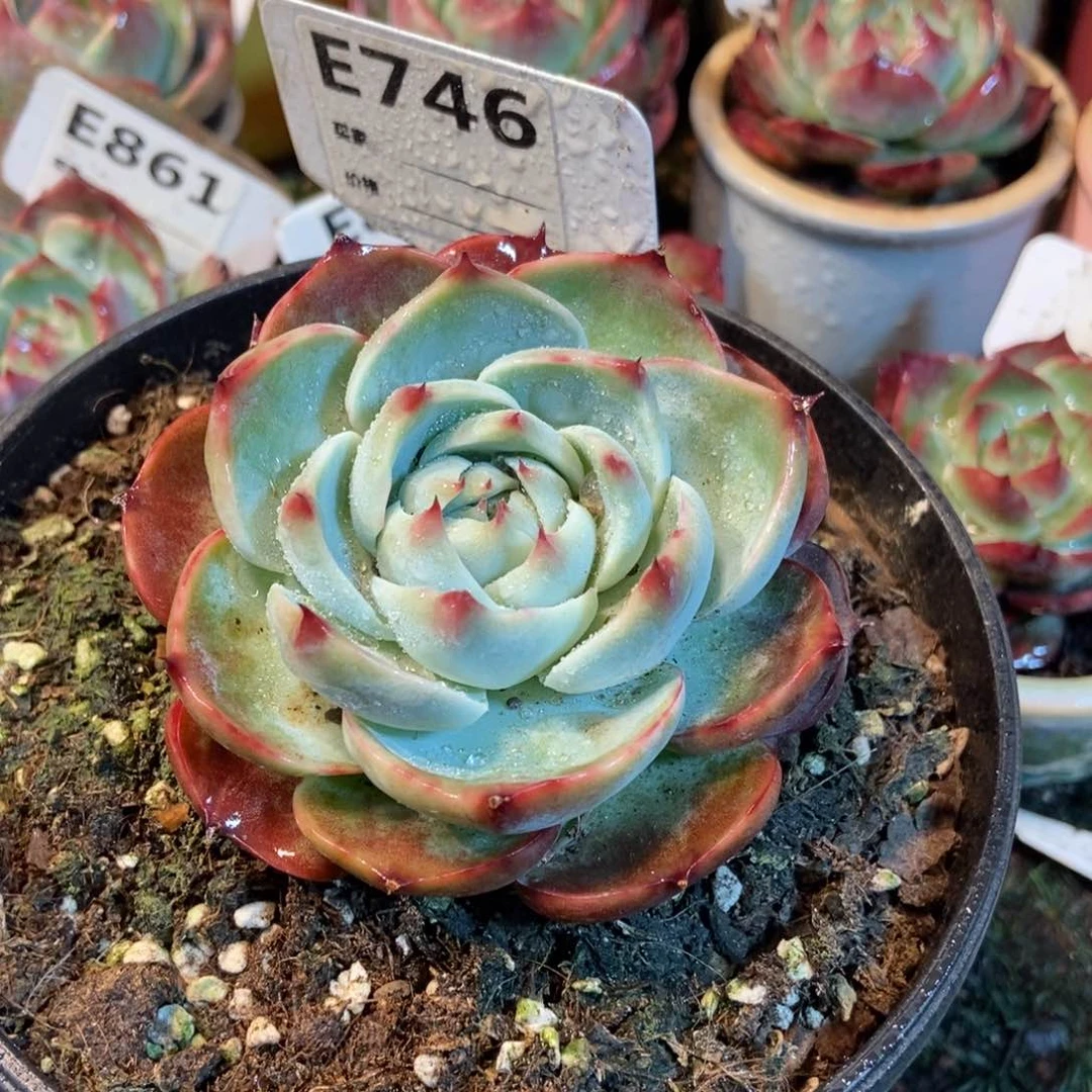 惊鸿一瞥746号楼多肉