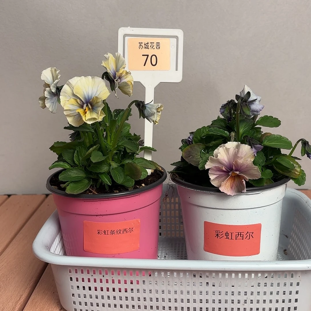 大部分开放少量花苞70