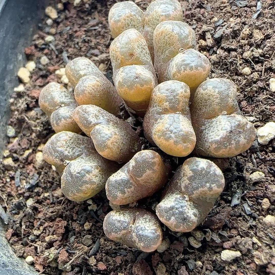 脱土满28包邮24724